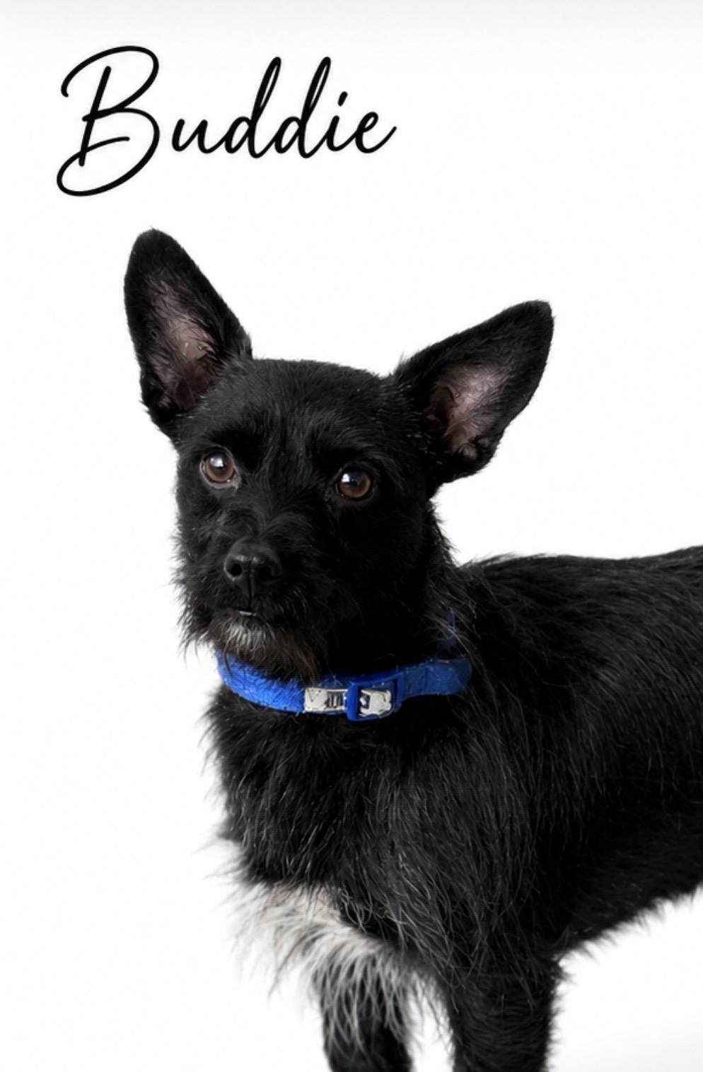 Enlarge Buddie, a Adoptable mixed breed in SYLVANIA, GA image 4/6