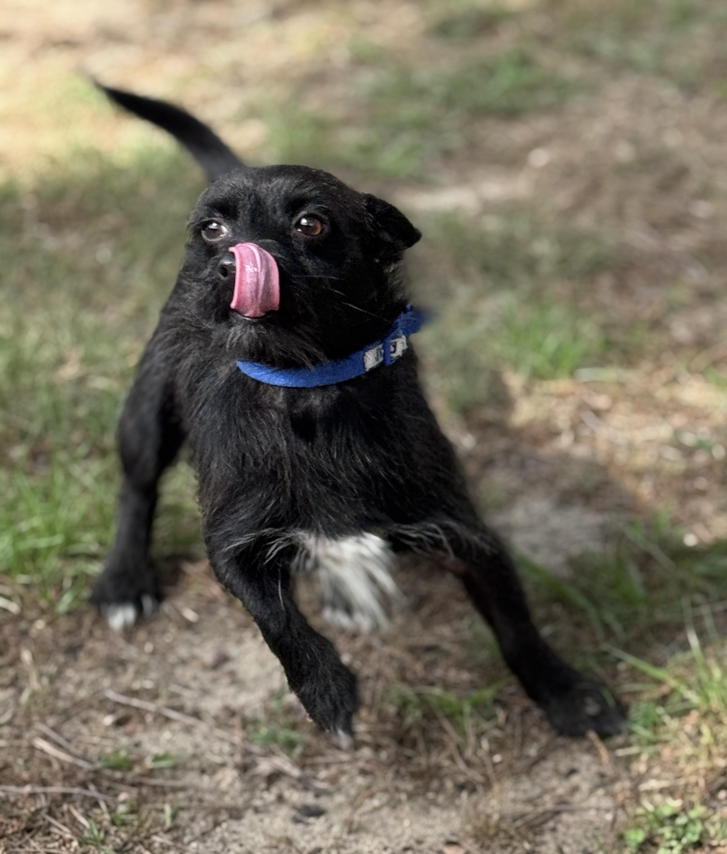 Enlarge Buddie, a Adoptable mixed breed in SYLVANIA, GA image 5/6