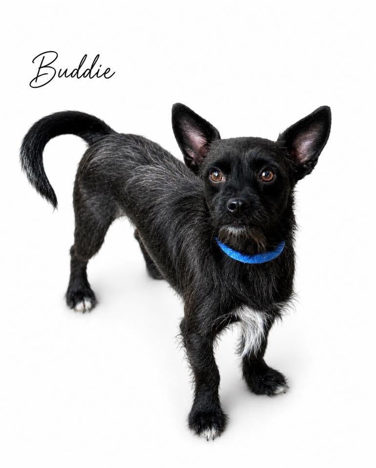 Enlarge Buddie, a Adoptable mixed breed in SYLVANIA, GA image 1/6