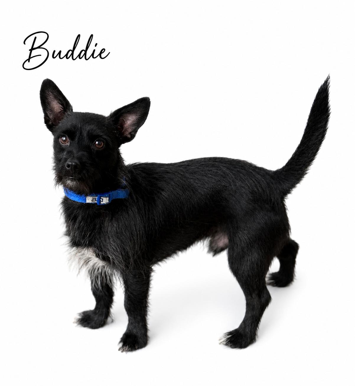 Enlarge Buddie, a Adoptable mixed breed in SYLVANIA, GA image 3/6