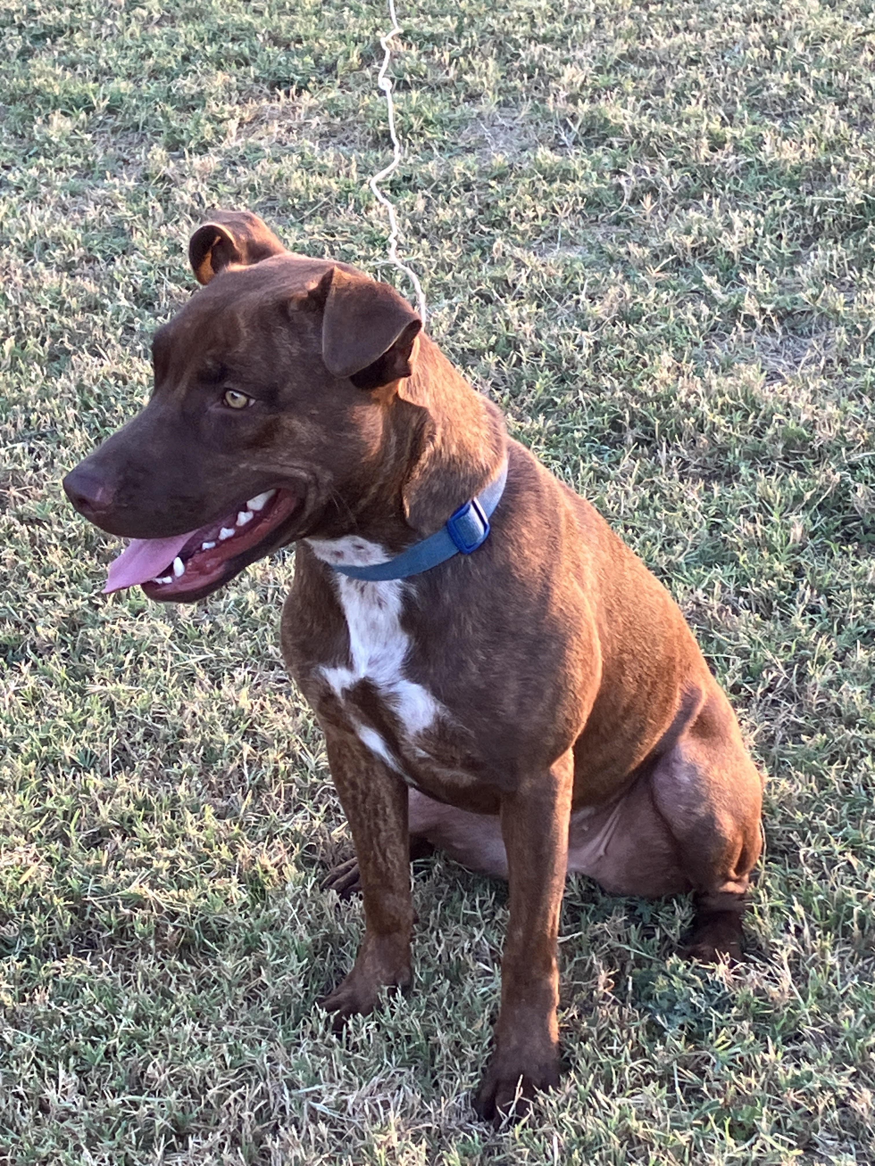 Enlarge HAZEL- Happy, Healthy, Dog Friendly, a Adoptable mixed breed in Stephenville, TX image 5/6