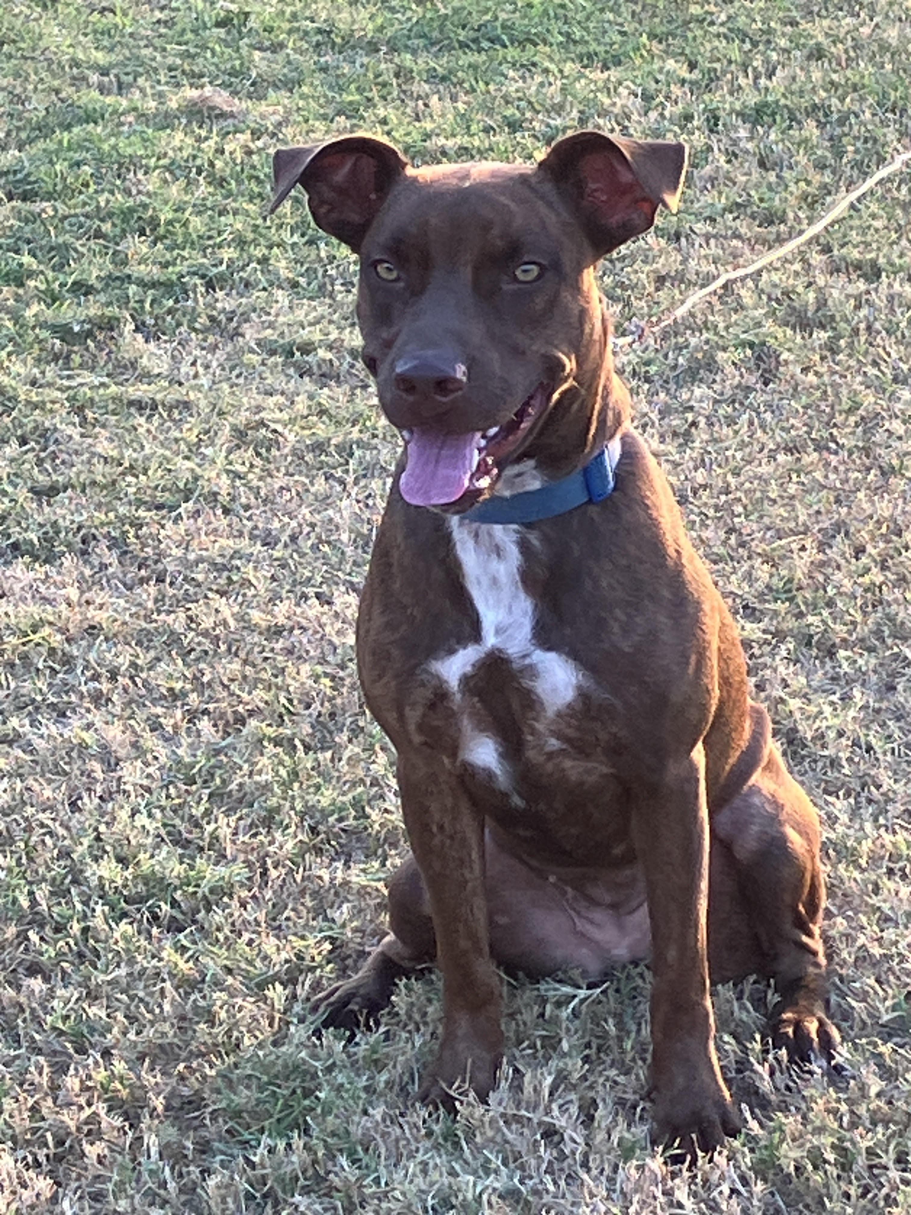 Enlarge HAZEL- Happy, Healthy, Dog Friendly, a Adoptable mixed breed in Stephenville, TX image 1/6