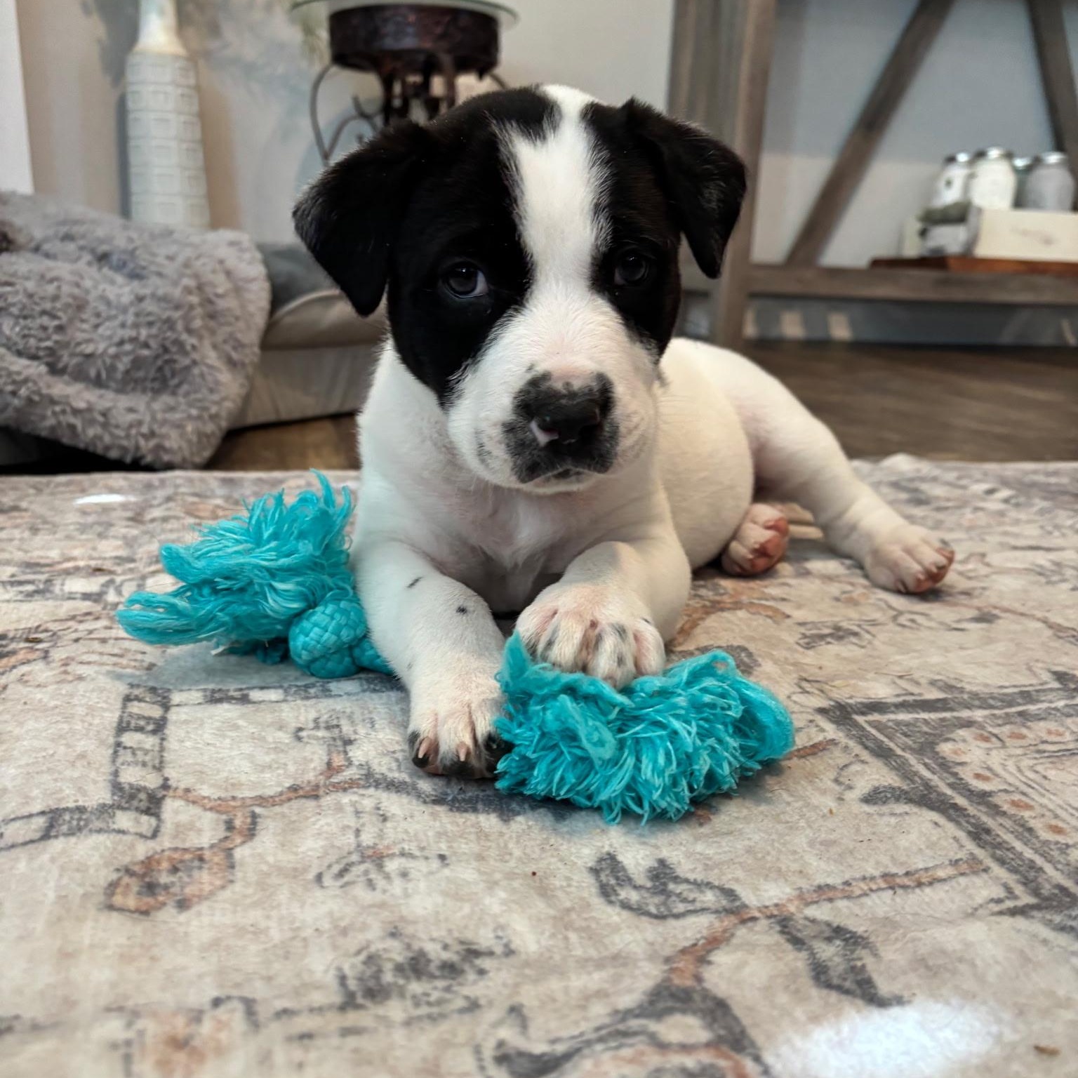 Suzy Q , ADOPTABLE, Puppy Female Retriever & Terrier.