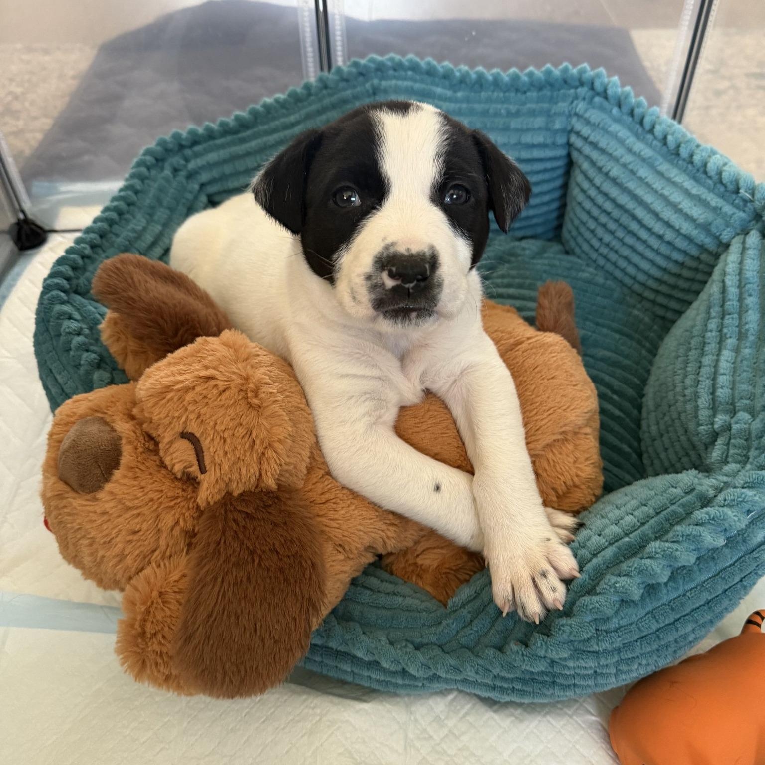 Enlarge Suzy Q , a ADOPTABLE mixed breed in Waxhaw, NC image 2/3