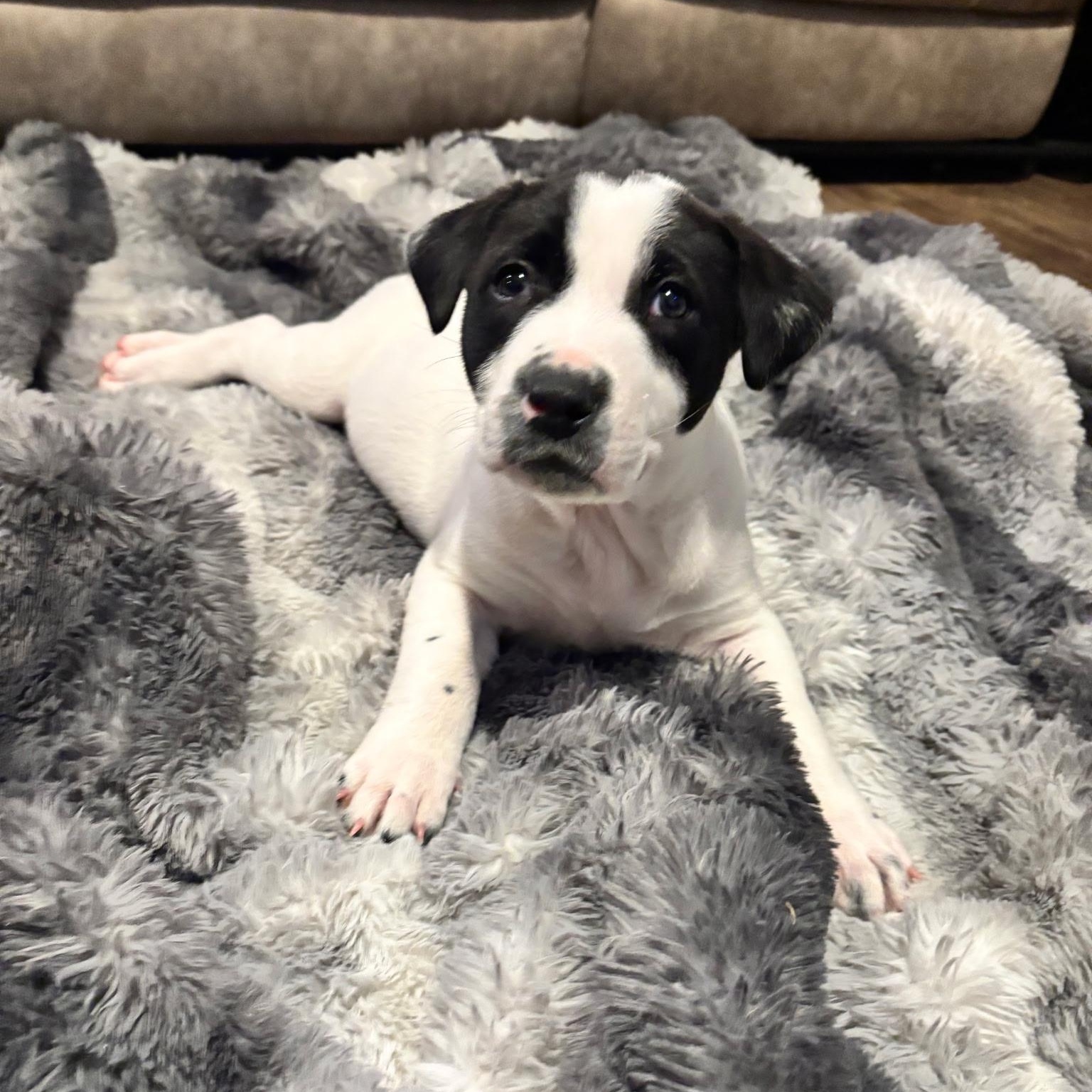 Enlarge Suzy Q , a ADOPTABLE mixed breed in Waxhaw, NC image 3/3