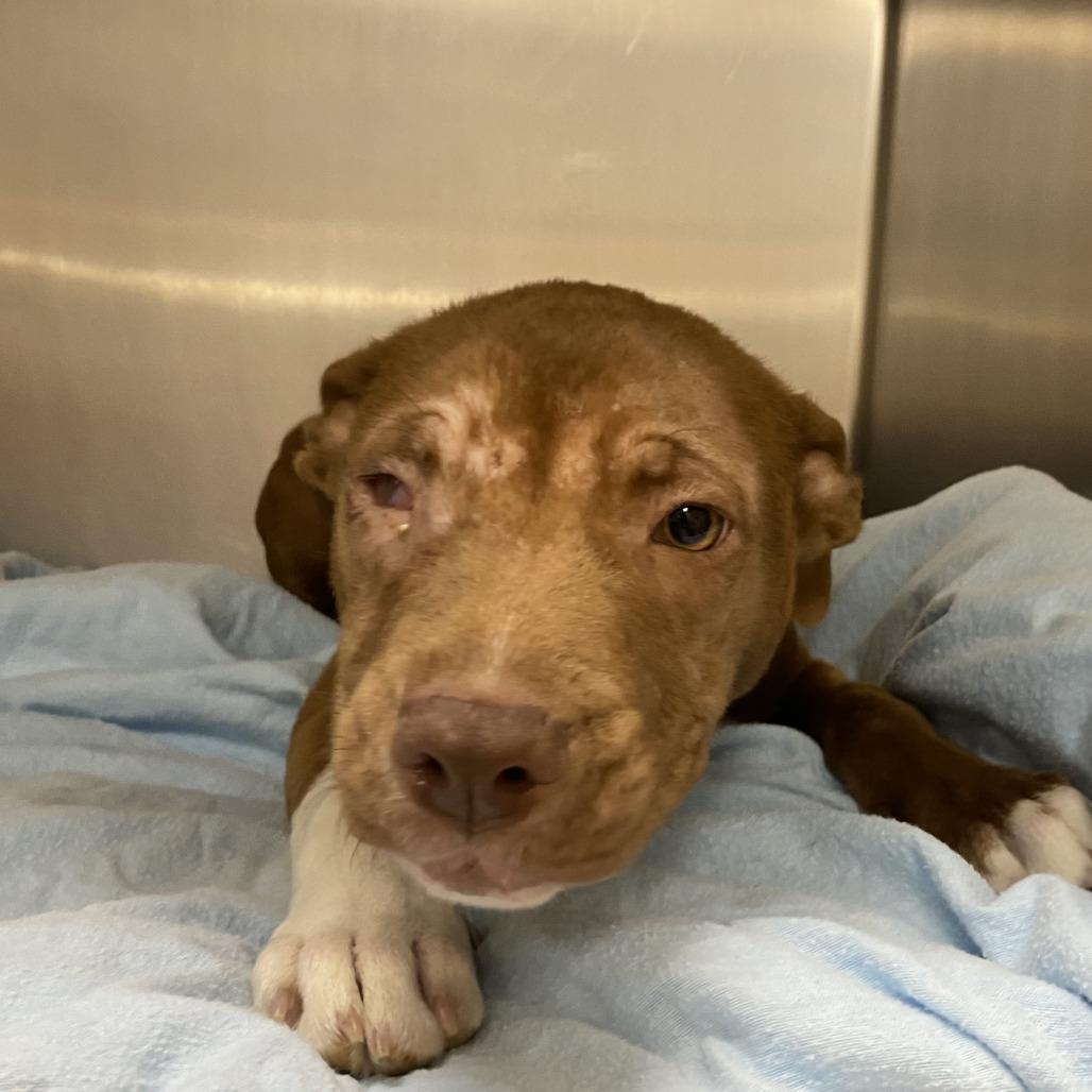 Dougie - 102302T, Adoptable, Young Male Labrador Retriever & Pit Bull Terrier.