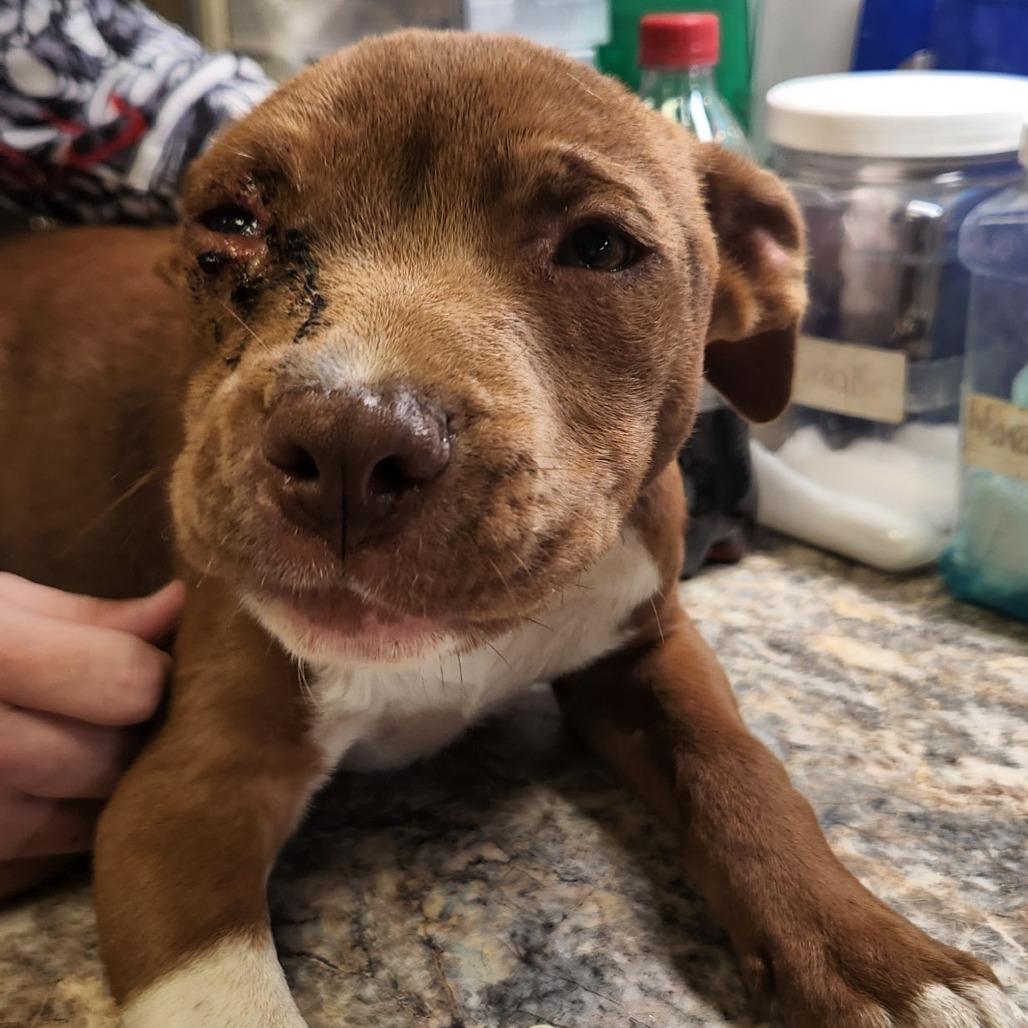 Enlarge Dougie - 102302T, a Adoptable mixed breed in Tupelo, MS image 2/3