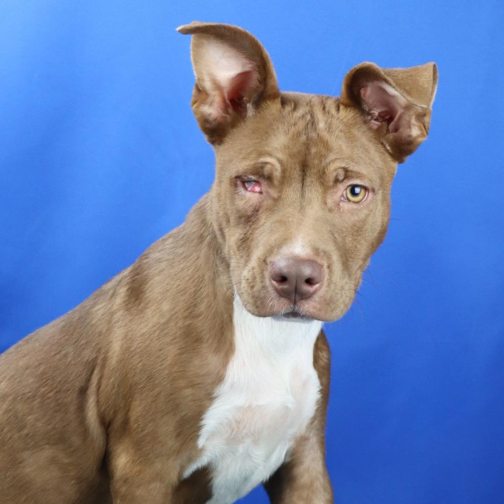 Enlarge Dougie - 102302T, a Adoptable mixed breed in Tupelo, MS image 3/3