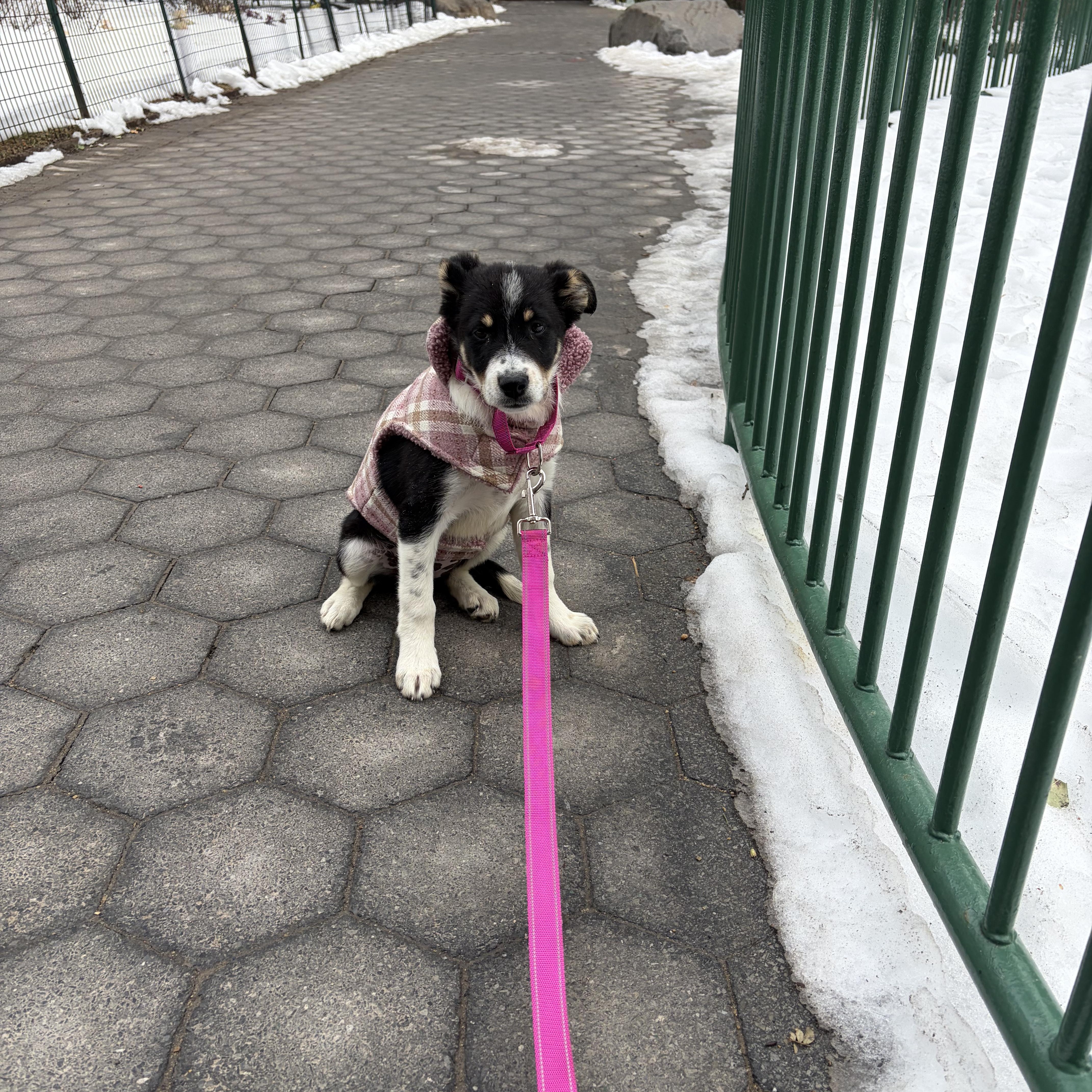 Pippin — thumbnail 3