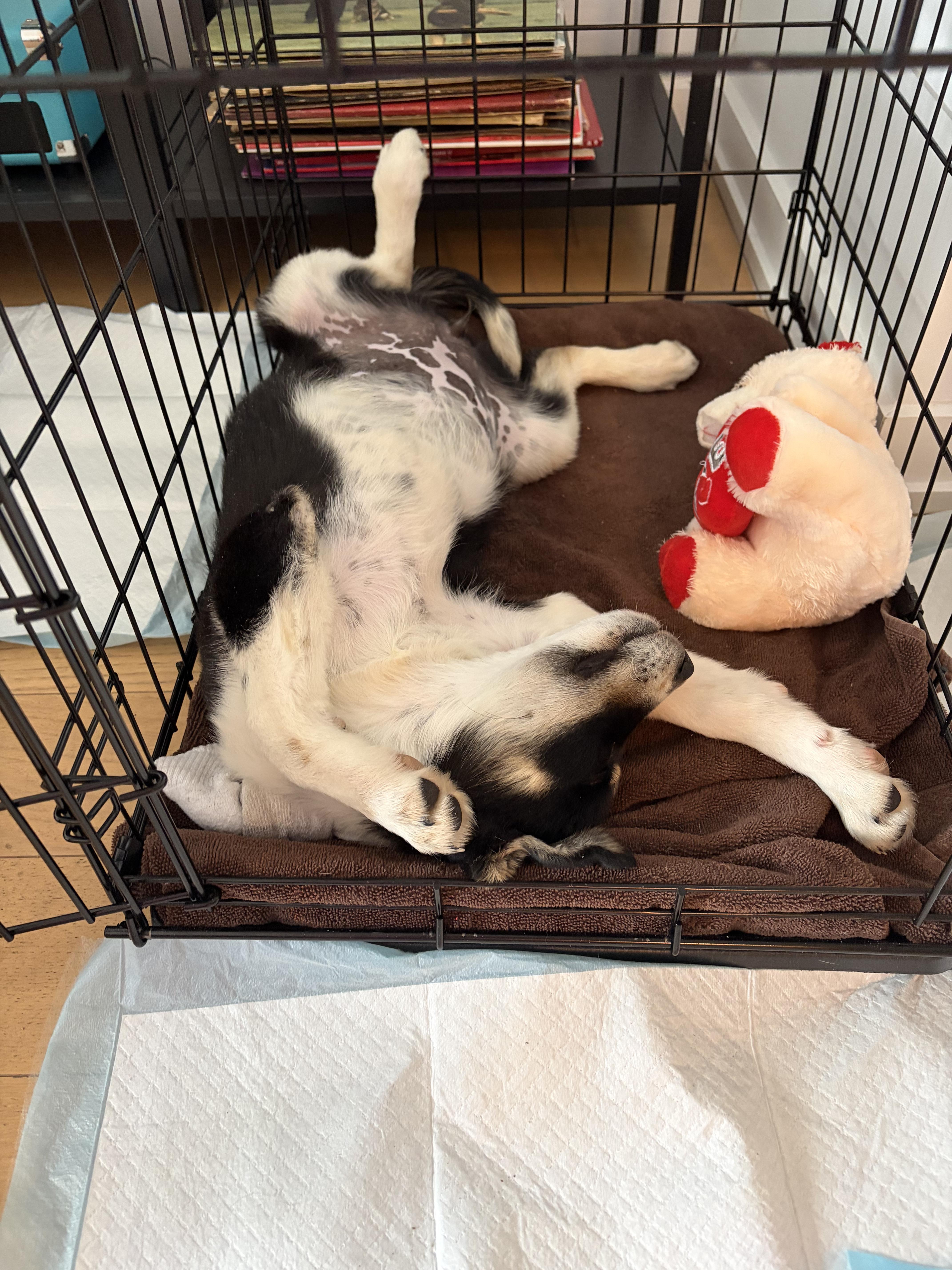 Pippin — thumbnail 4