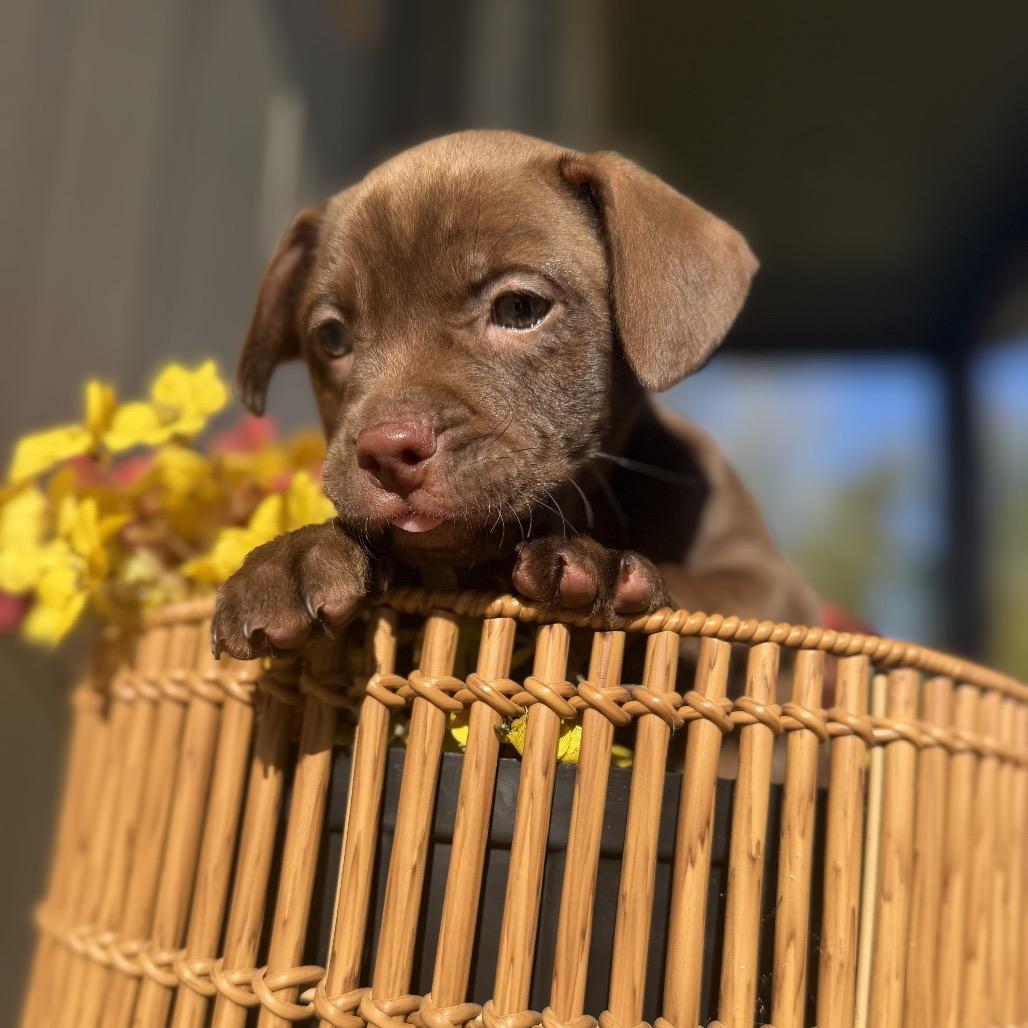 Enlarge Zach, a Adoptable mixed breed in Baton Rouge, LA image 1/1
