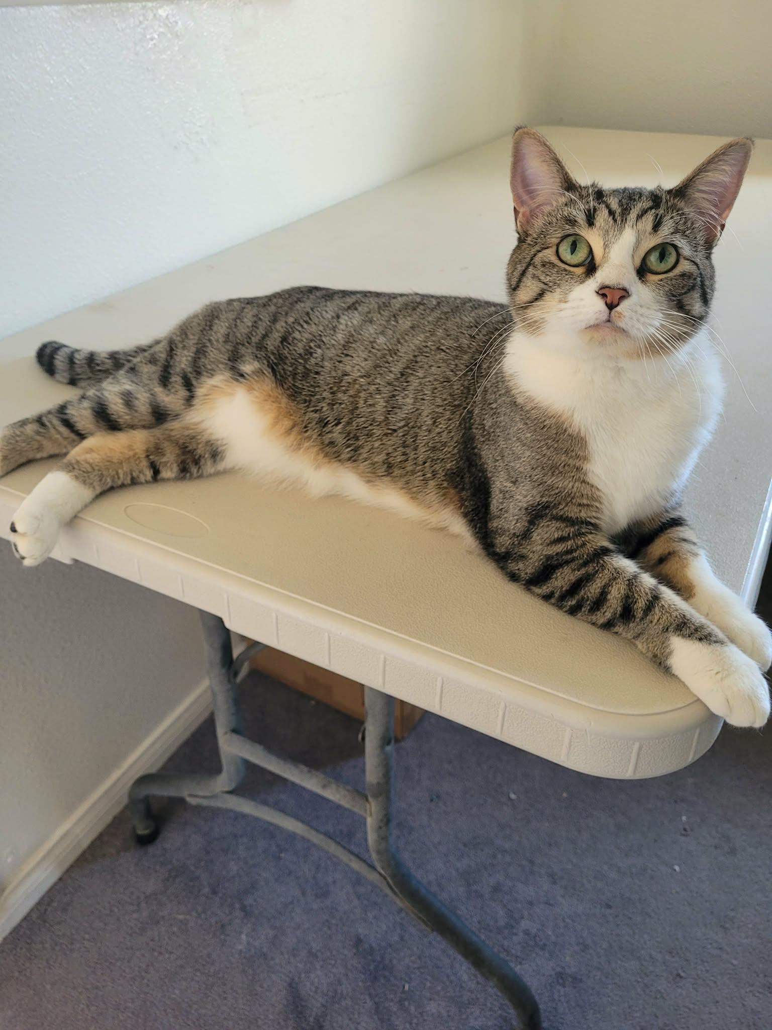 Enlarge SKYE, a Adoptable mixed breed in Palmdale, CA image 5/5