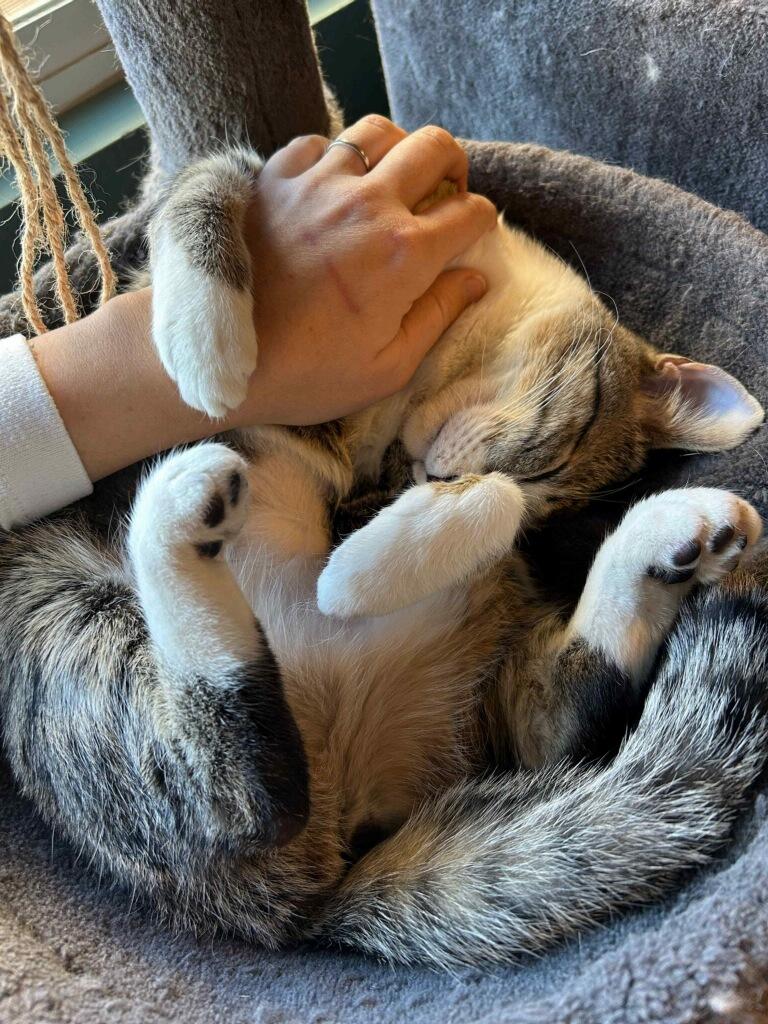 SKYE, a Adoptable mixed breed in Palmdale, CA image 5/5