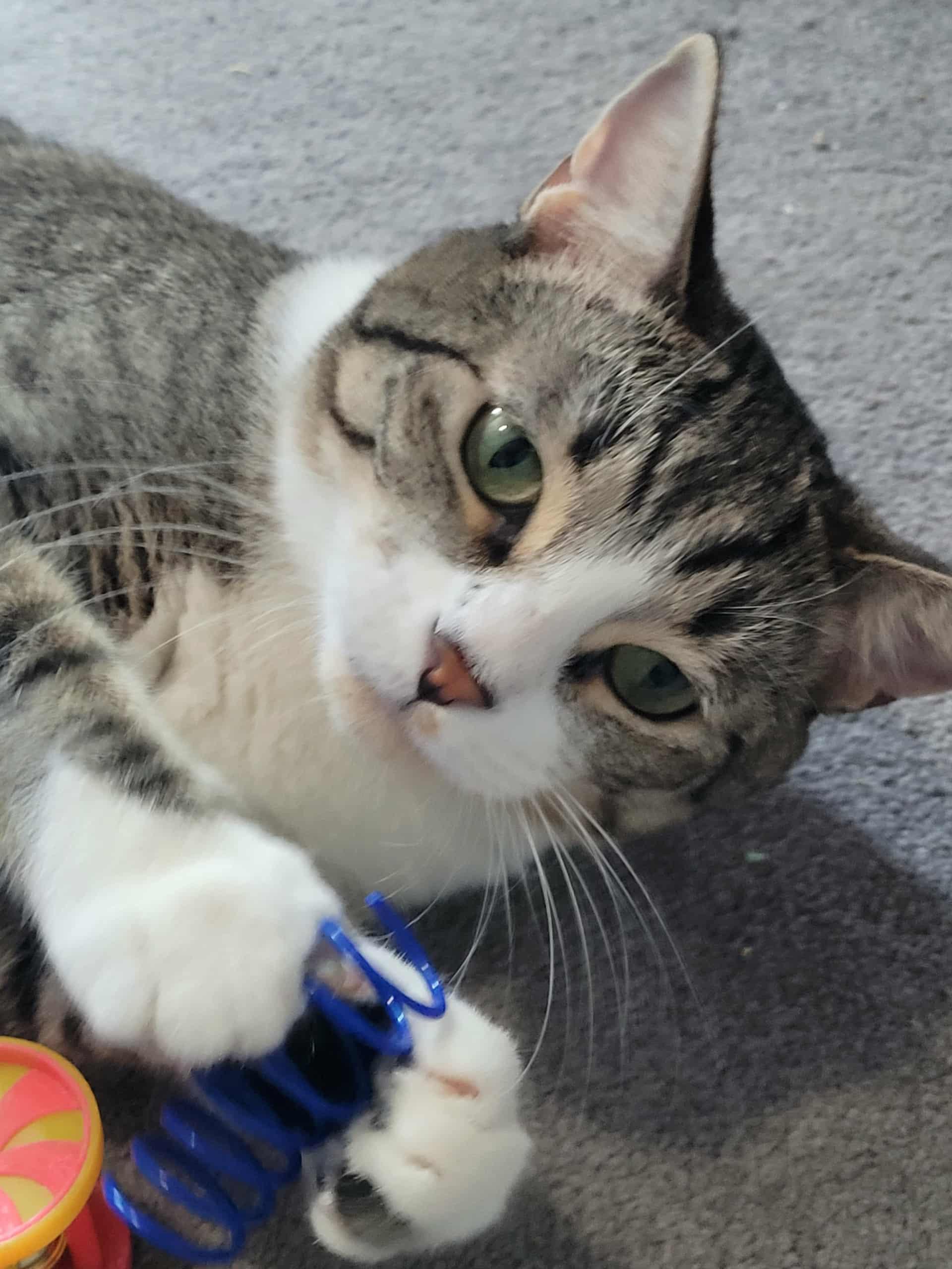 SKYE, Adoptable, Young Female Abyssinian & Manx.