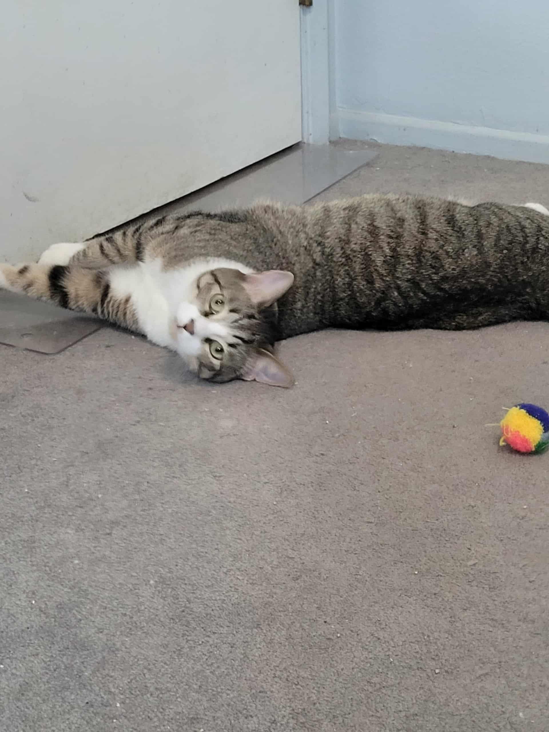 SKYE, a Adoptable mixed breed in Palmdale, CA image 2/5