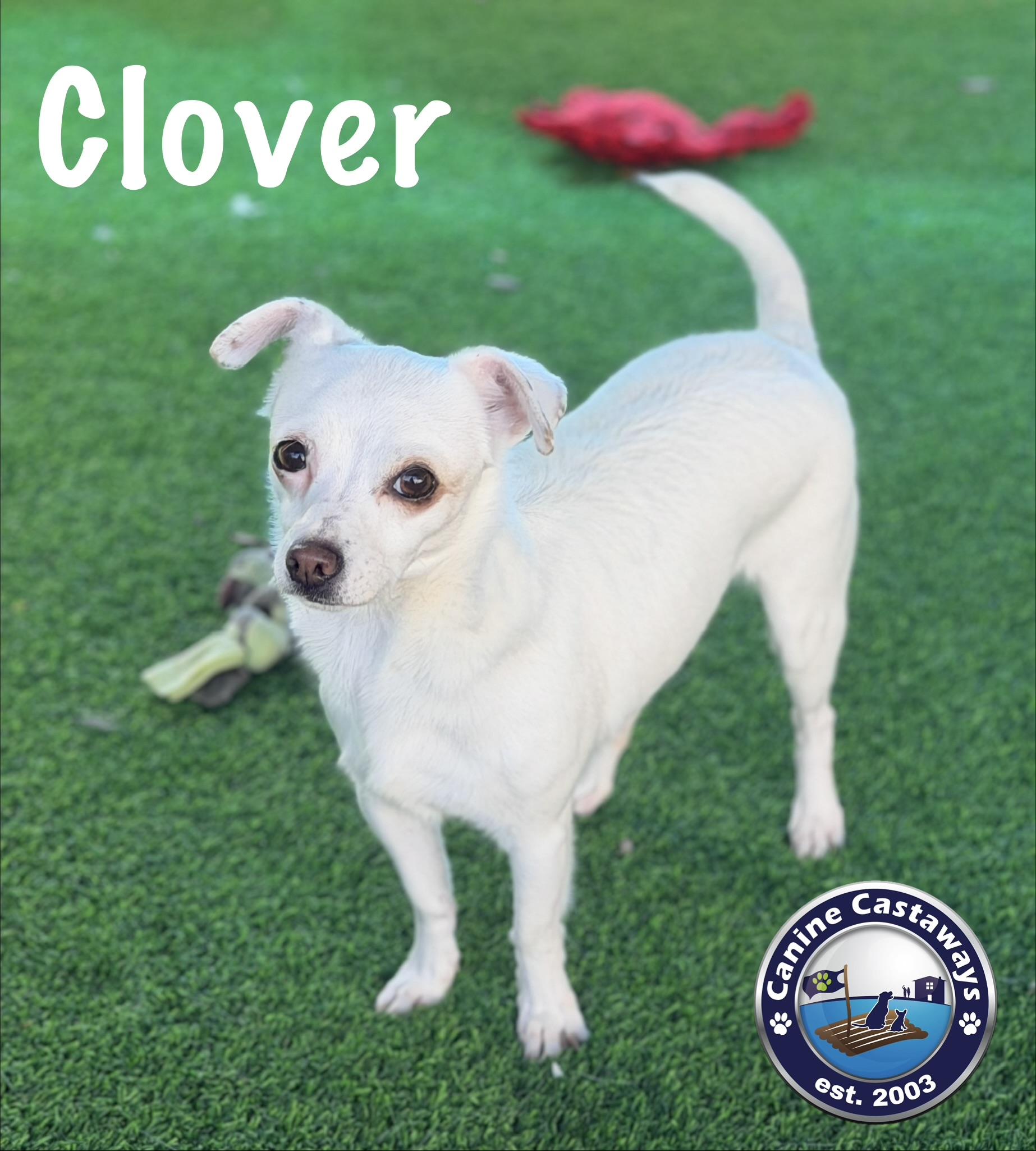 Clover, Adoptable, Young Female Chihuahua.
