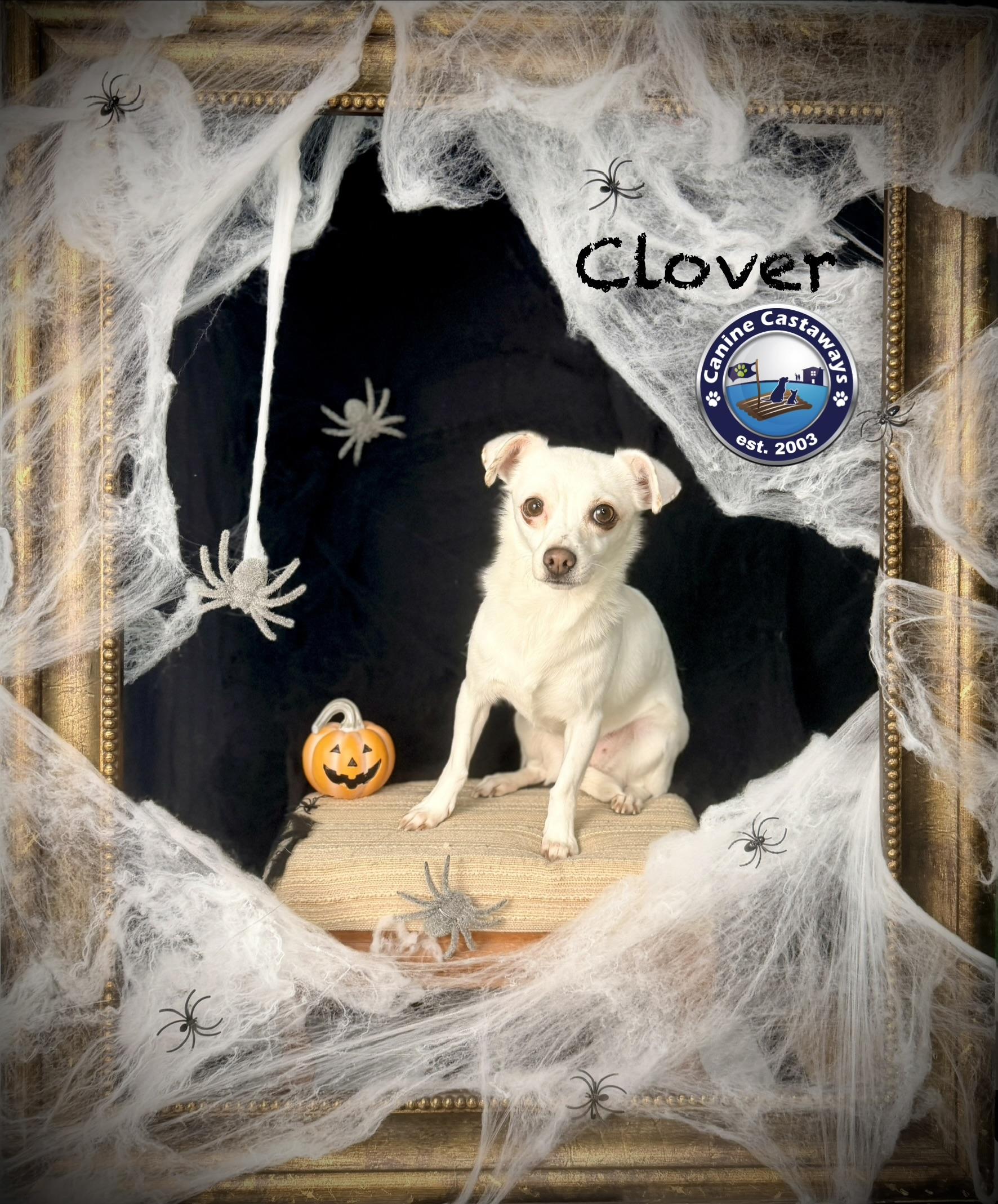 Enlarge Clover, a Adoptable mixed breed in Arcadia, FL image 5/6