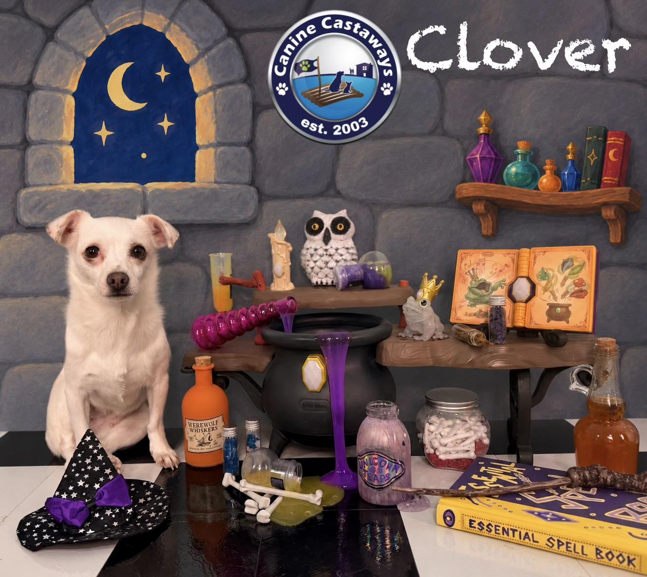 Enlarge Clover, a Adoptable mixed breed in Arcadia, FL image 2/6