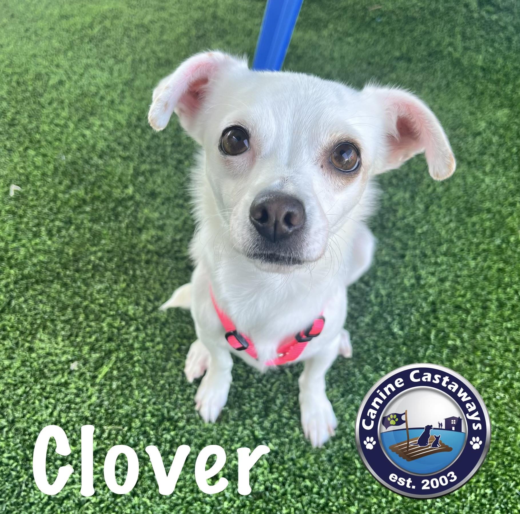 Clover, ADOPTABLE, Young Female Chihuahua.