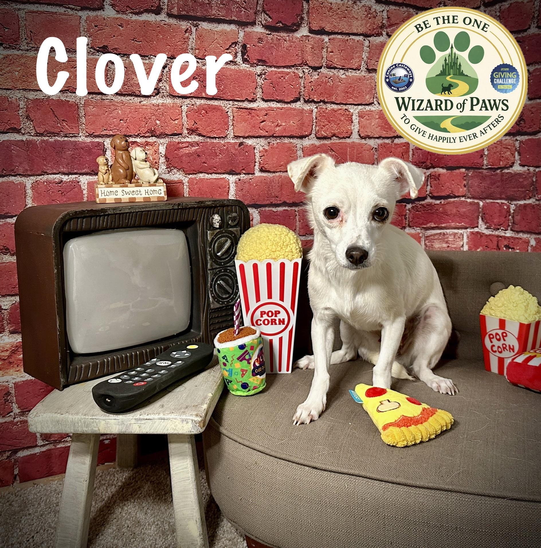 Enlarge Clover, a ADOPTABLE mixed breed in Arcadia, FL image 3/3