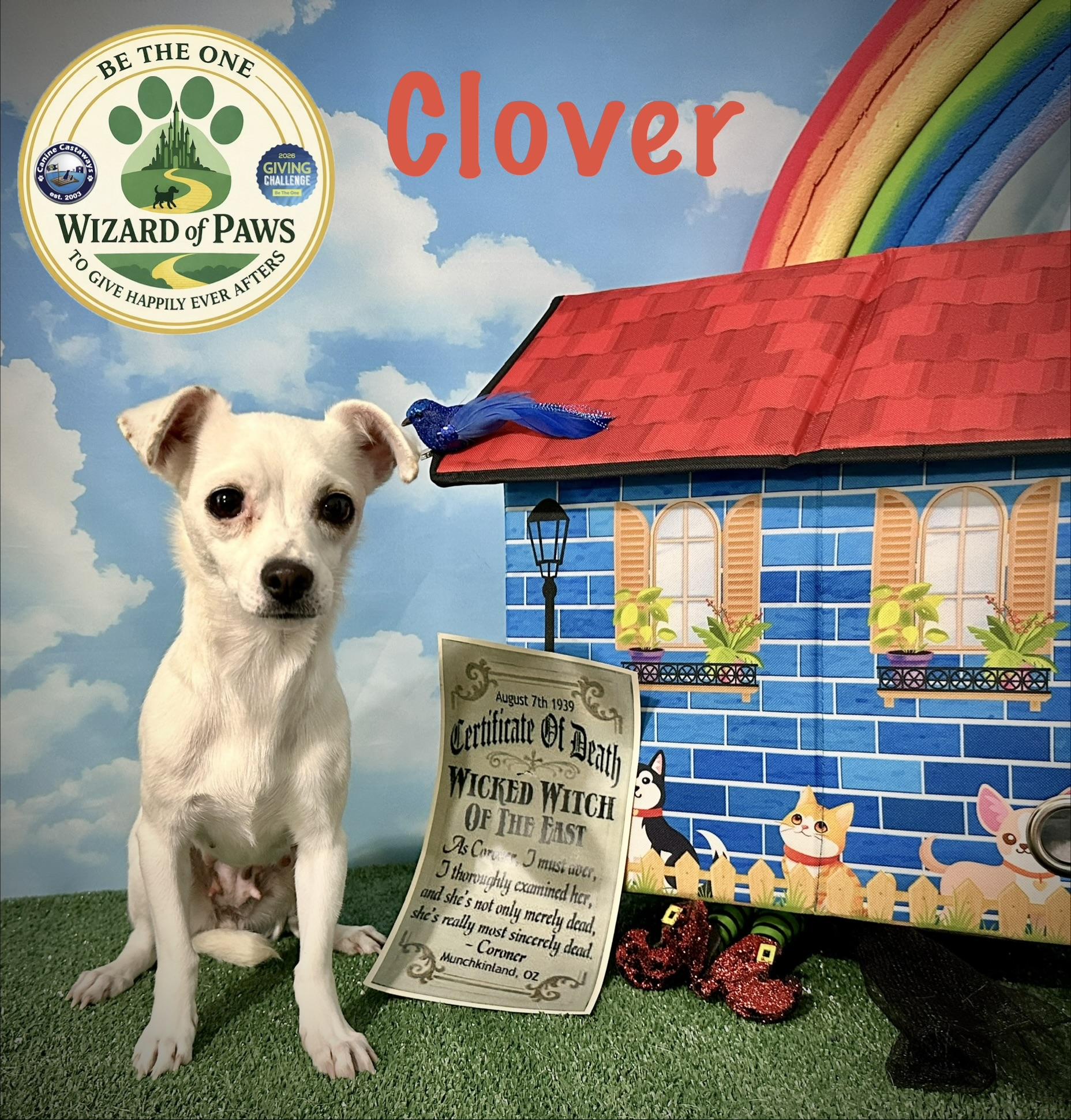Clover, ADOPTABLE, Young Female Chihuahua.