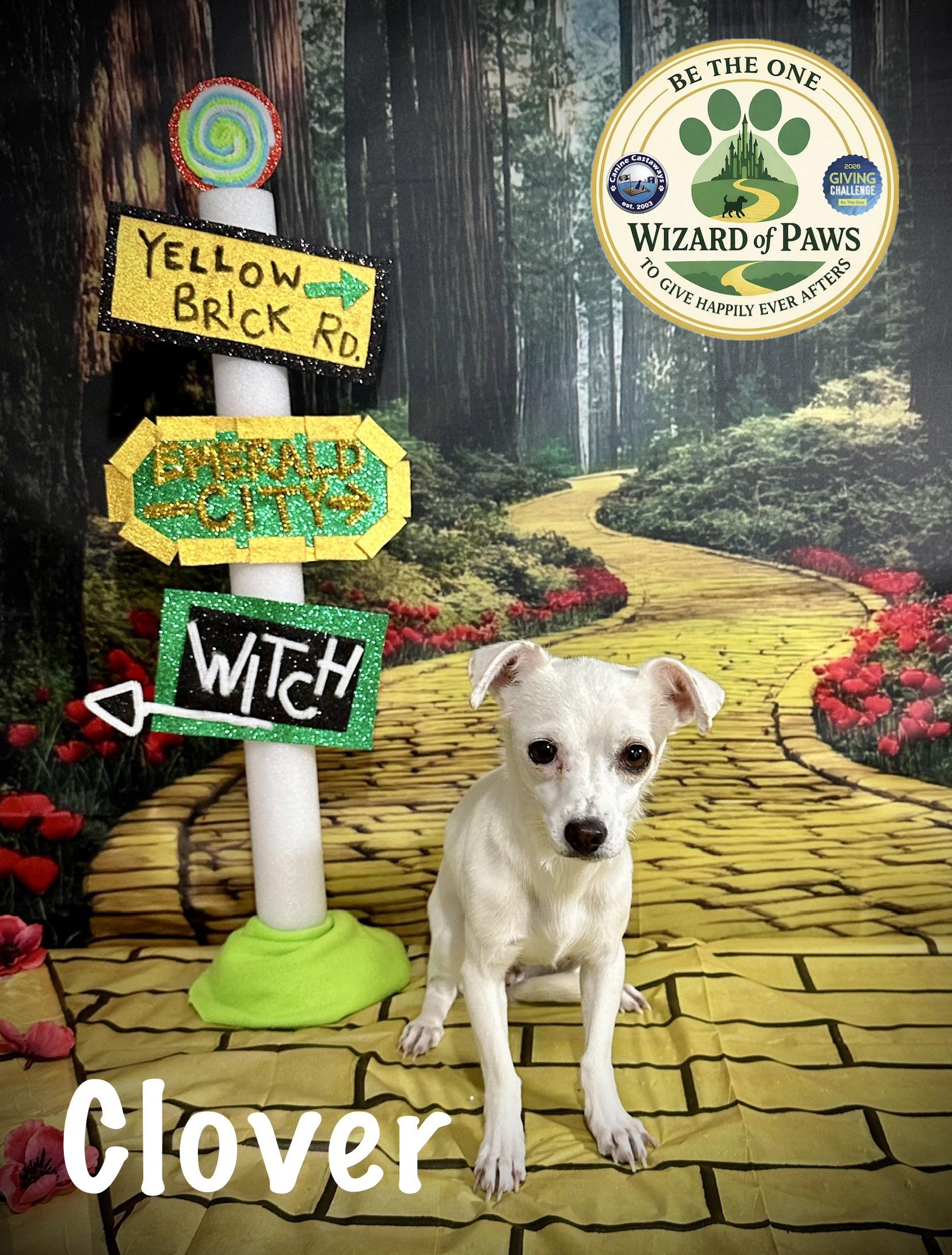 Enlarge Clover, a ADOPTABLE mixed breed in Arcadia, FL image 2/3