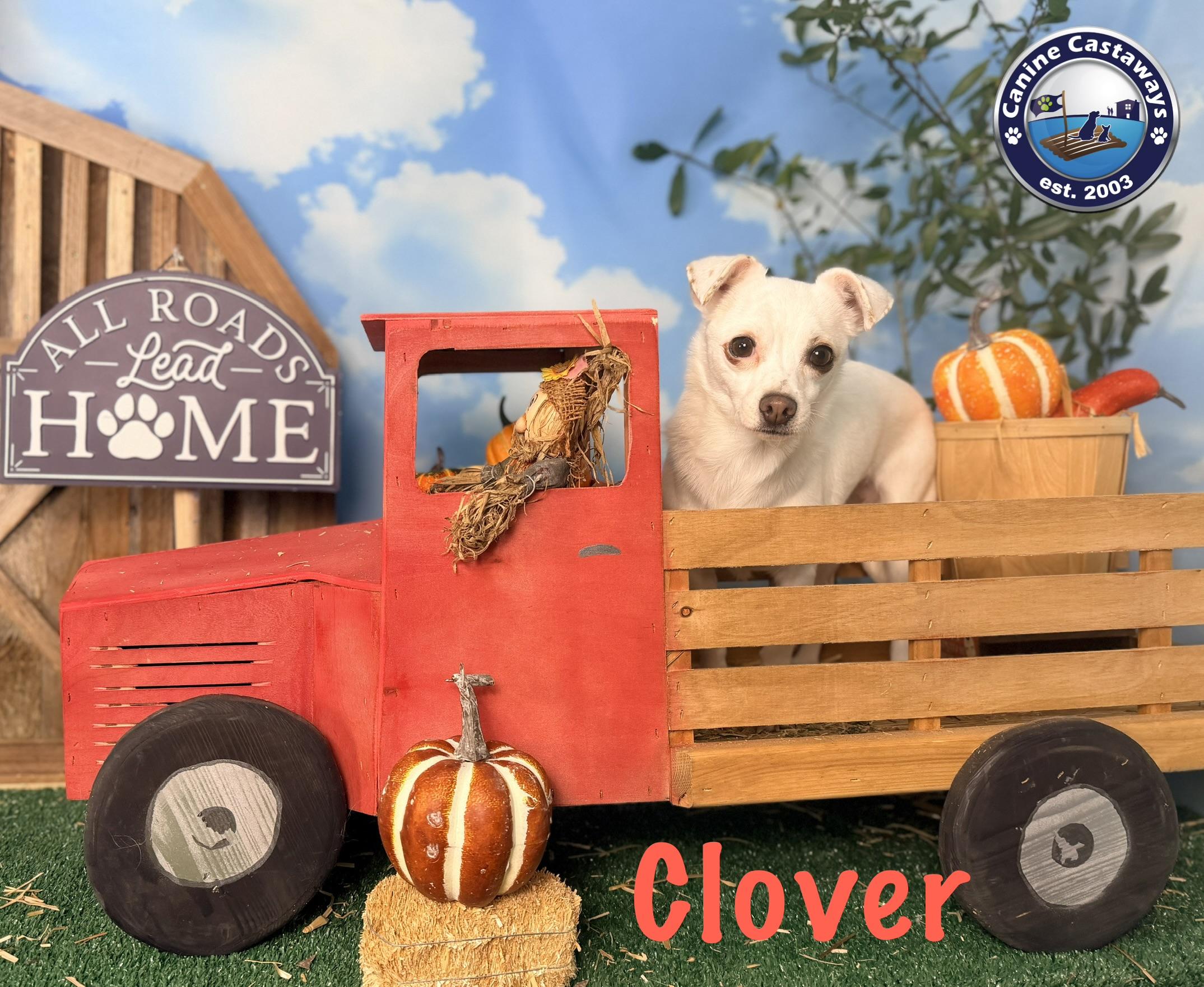 Enlarge Clover, a Adoptable mixed breed in Arcadia, FL image 3/6