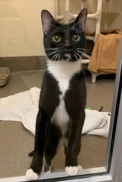 Gertie, Adoptable, Young Female Domestic Short Hair & Domestic Short Hair.