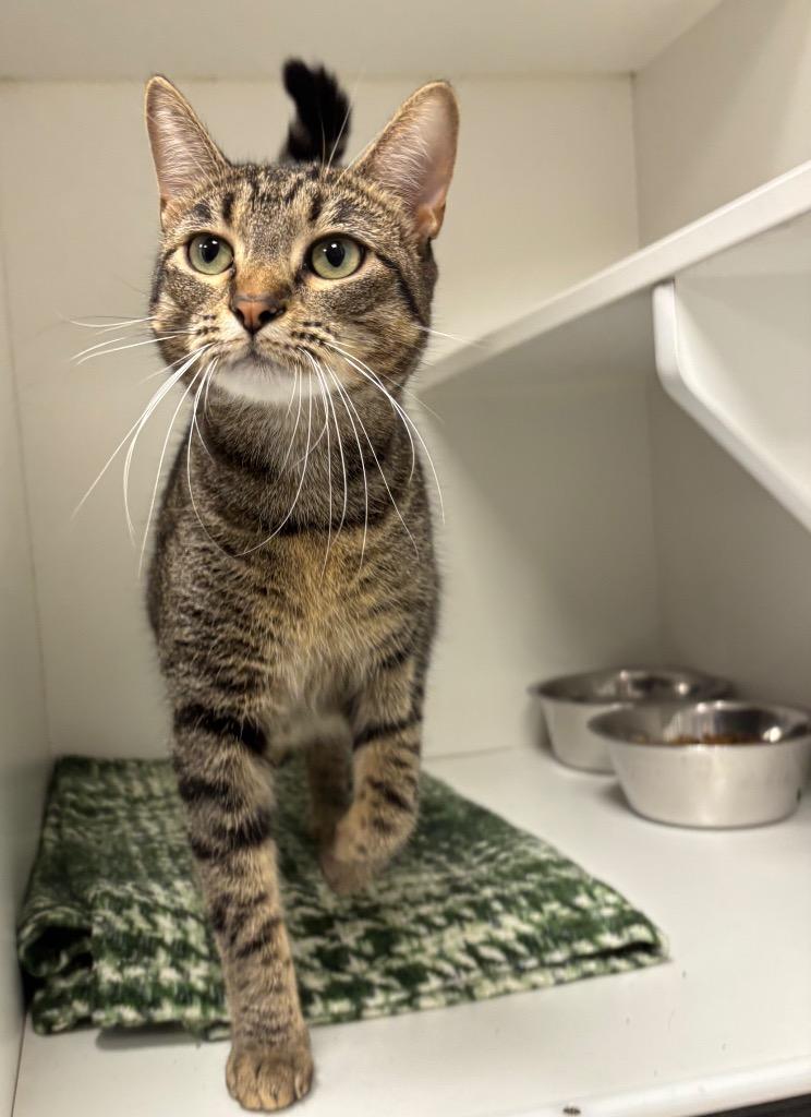 Enlarge Lily, a Adoptable Tabby in Frankfort, KY image 1/1