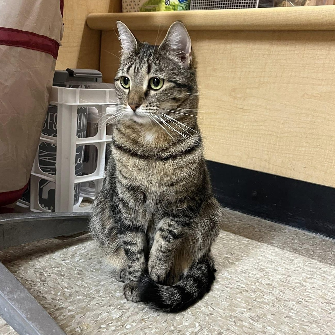 Enlarge Daenerys, a ADOPTABLE Domestic Short Hair in Buffalo, NY image 1/6