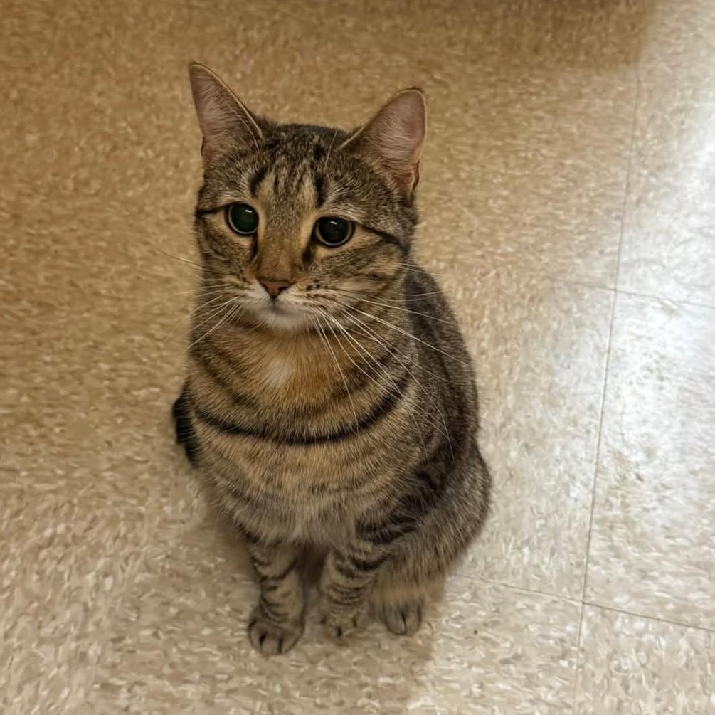 Enlarge Daenerys, a ADOPTABLE Domestic Short Hair in Buffalo, NY image 3/6