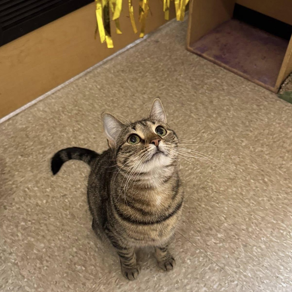 Enlarge Daenerys, a ADOPTABLE Domestic Short Hair in Buffalo, NY image 4/6