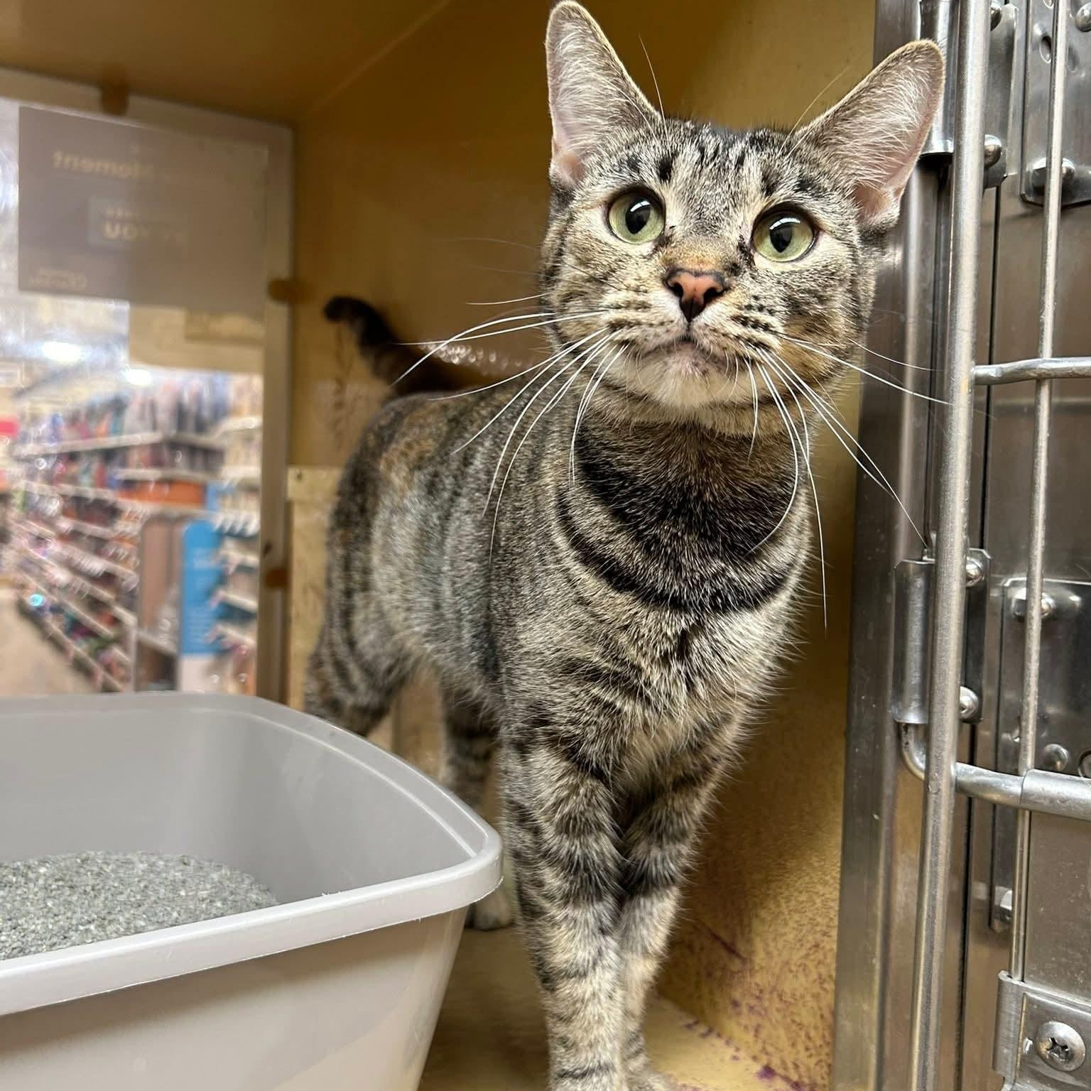 Daenerys, ADOPTABLE, Adult Female Domestic Short Hair.