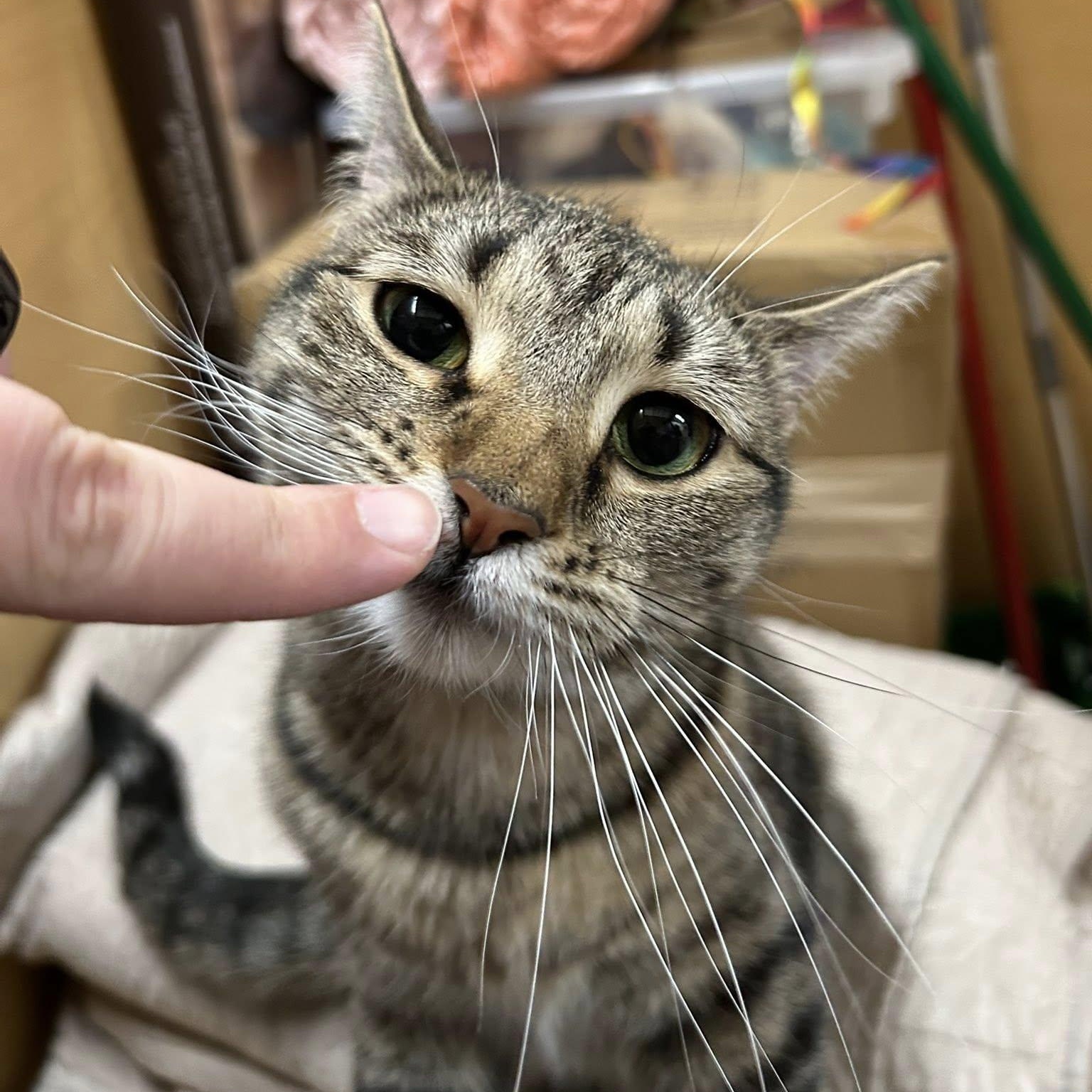 Enlarge Bunny, a ADOPTABLE Domestic Short Hair in Buffalo, NY image 2/6