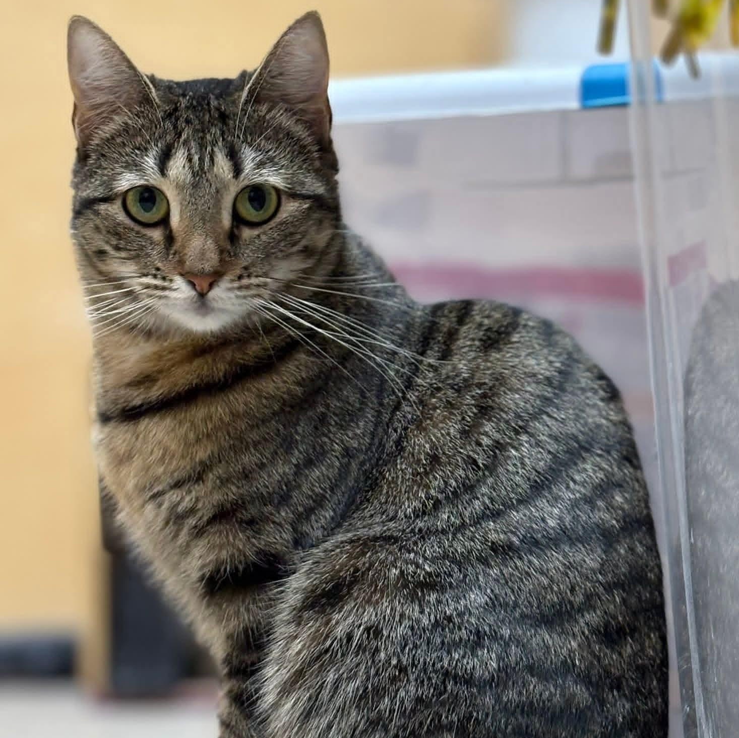 Enlarge Daenerys, a ADOPTABLE Domestic Short Hair in Buffalo, NY image 2/6