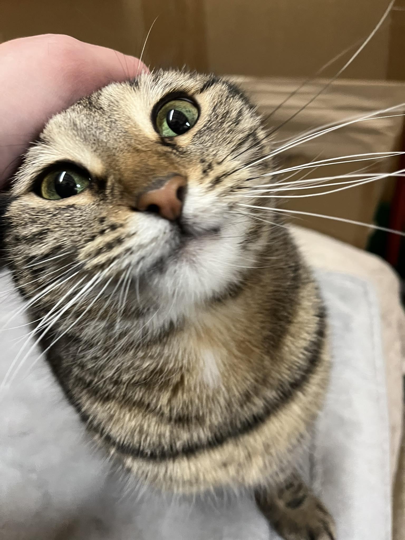 Enlarge Daenerys, a ADOPTABLE Domestic Short Hair in Buffalo, NY image 6/6