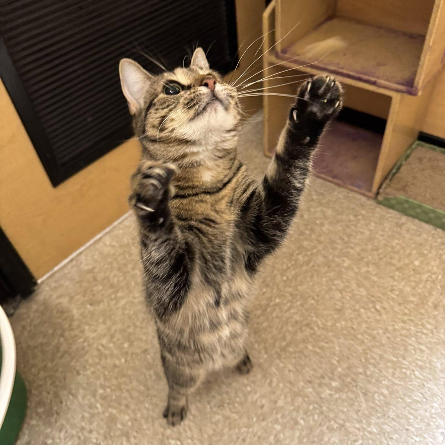 Enlarge Daenerys, a ADOPTABLE Domestic Short Hair in Buffalo, NY image 5/6