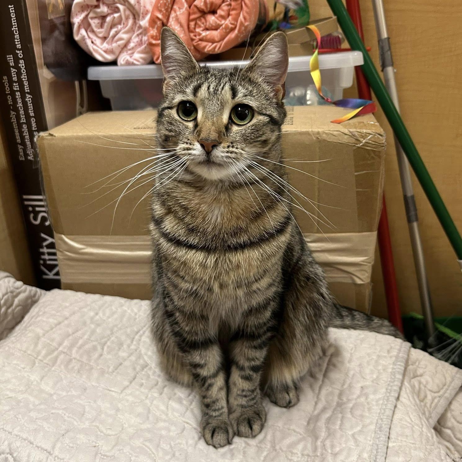 Bunny, ADOPTABLE, Adult Female Domestic Short Hair.