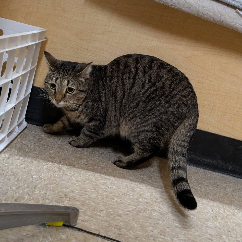 Daenerys — thumbnail 6