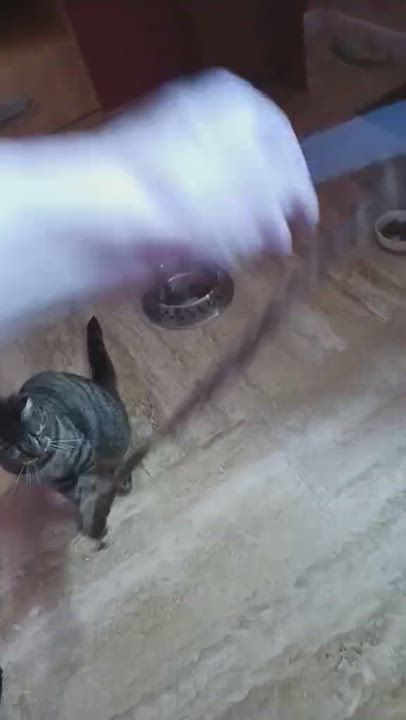 Enlarge Bunny, a ADOPTABLE Domestic Short Hair in Buffalo, NY video 6/6