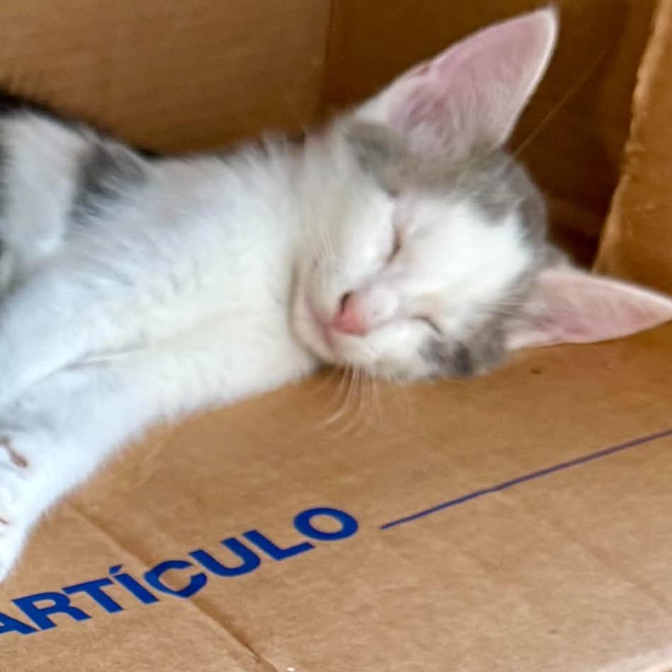 Nutella, Adoptable, Kitten Female Domestic Short Hair.