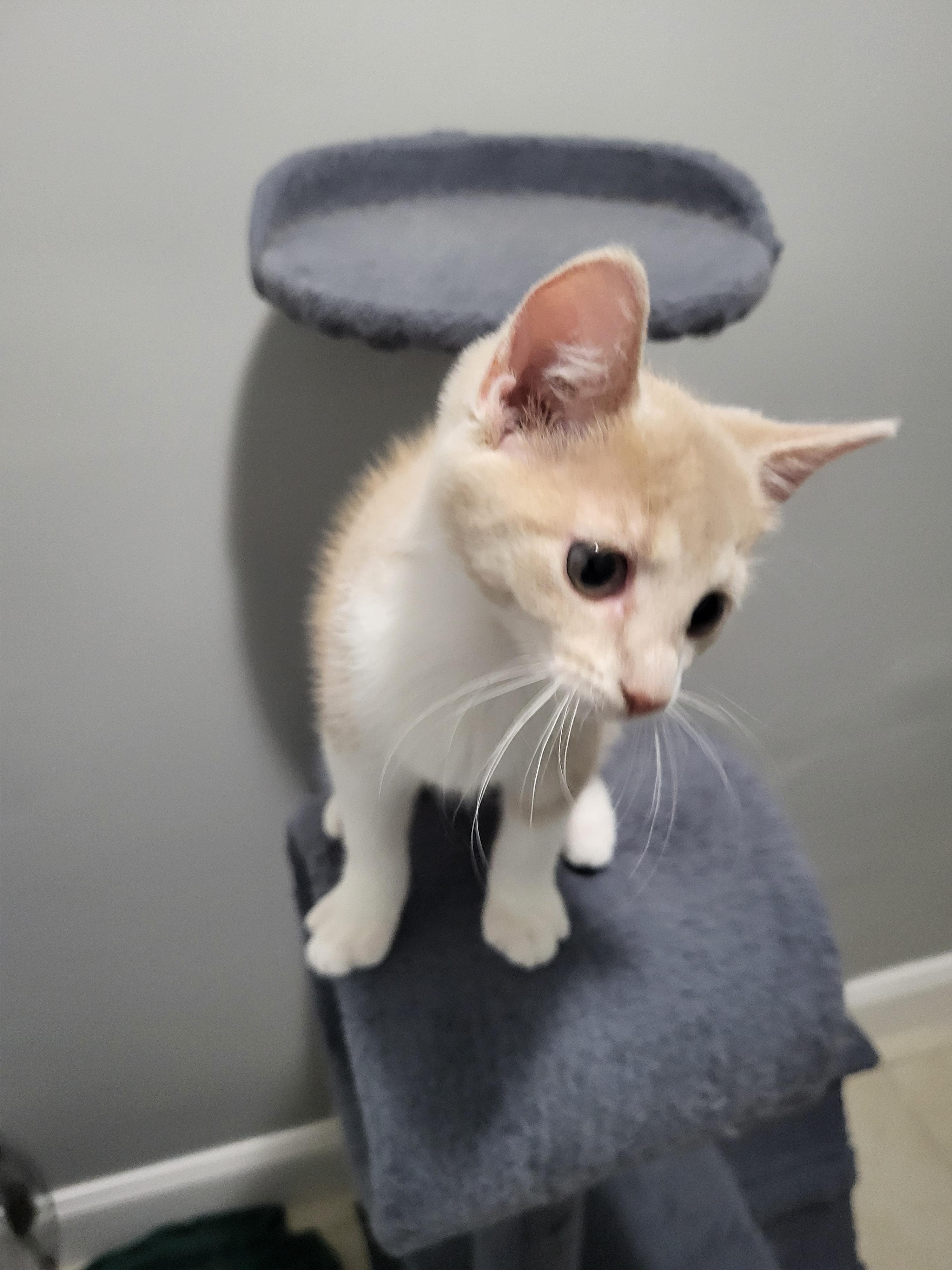Kai Stevens, Adoptable, Kitten Male Domestic Short Hair.