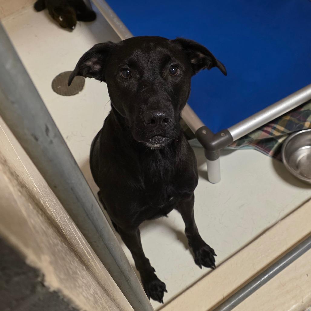 Buttons, Adoptable, Adult Male Mixed Breed.