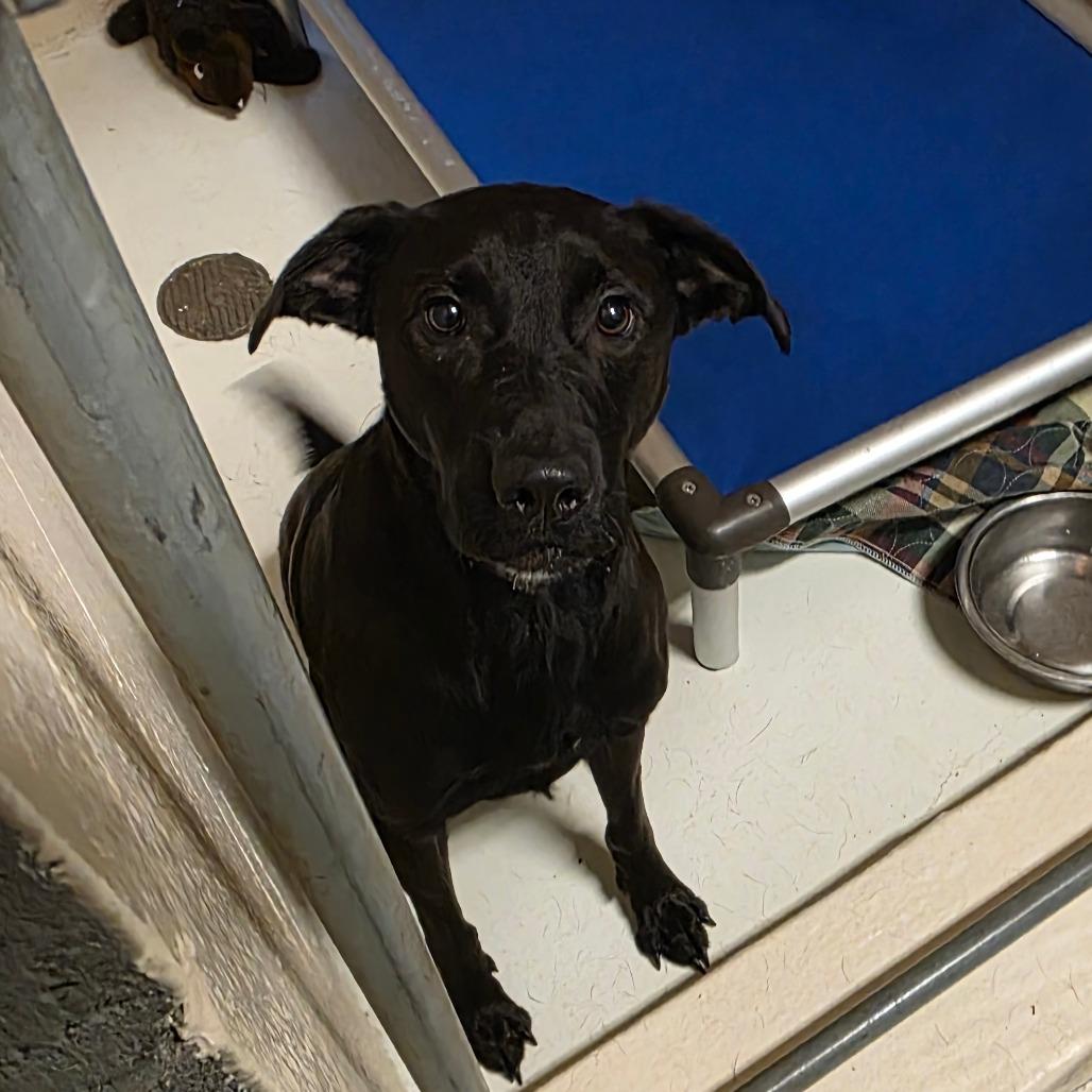 Enlarge Buttons, a Adoptable Mixed Breed in Port Townsend, WA image 2/3