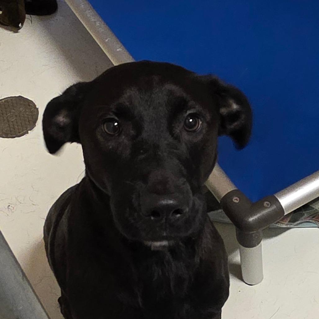 Enlarge Buttons, a Adoptable Mixed Breed in Port Townsend, WA image 3/3