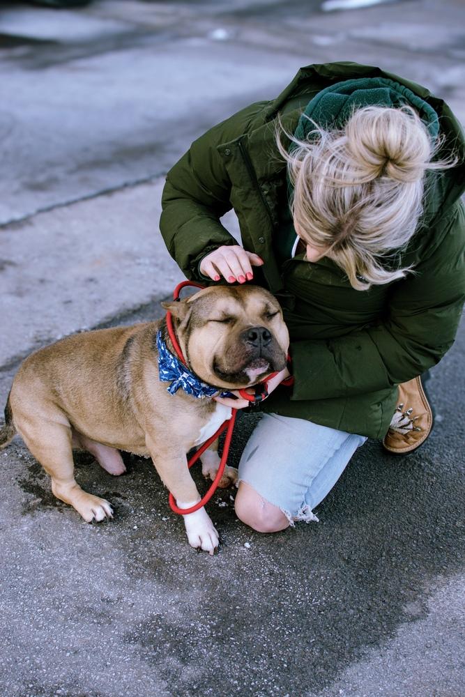 Enlarge Capone, a Adoptable mixed breed in Frankfort, NY image 2/6