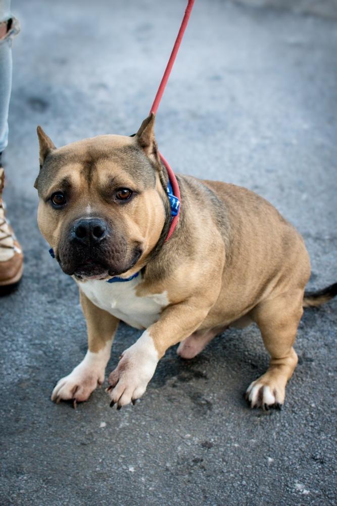 Enlarge Capone, a Adoptable mixed breed in Frankfort, NY image 5/6