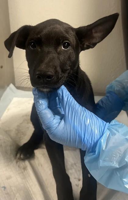 Peabo, Adoptable, Puppy Male Shepherd & Labrador Retriever.