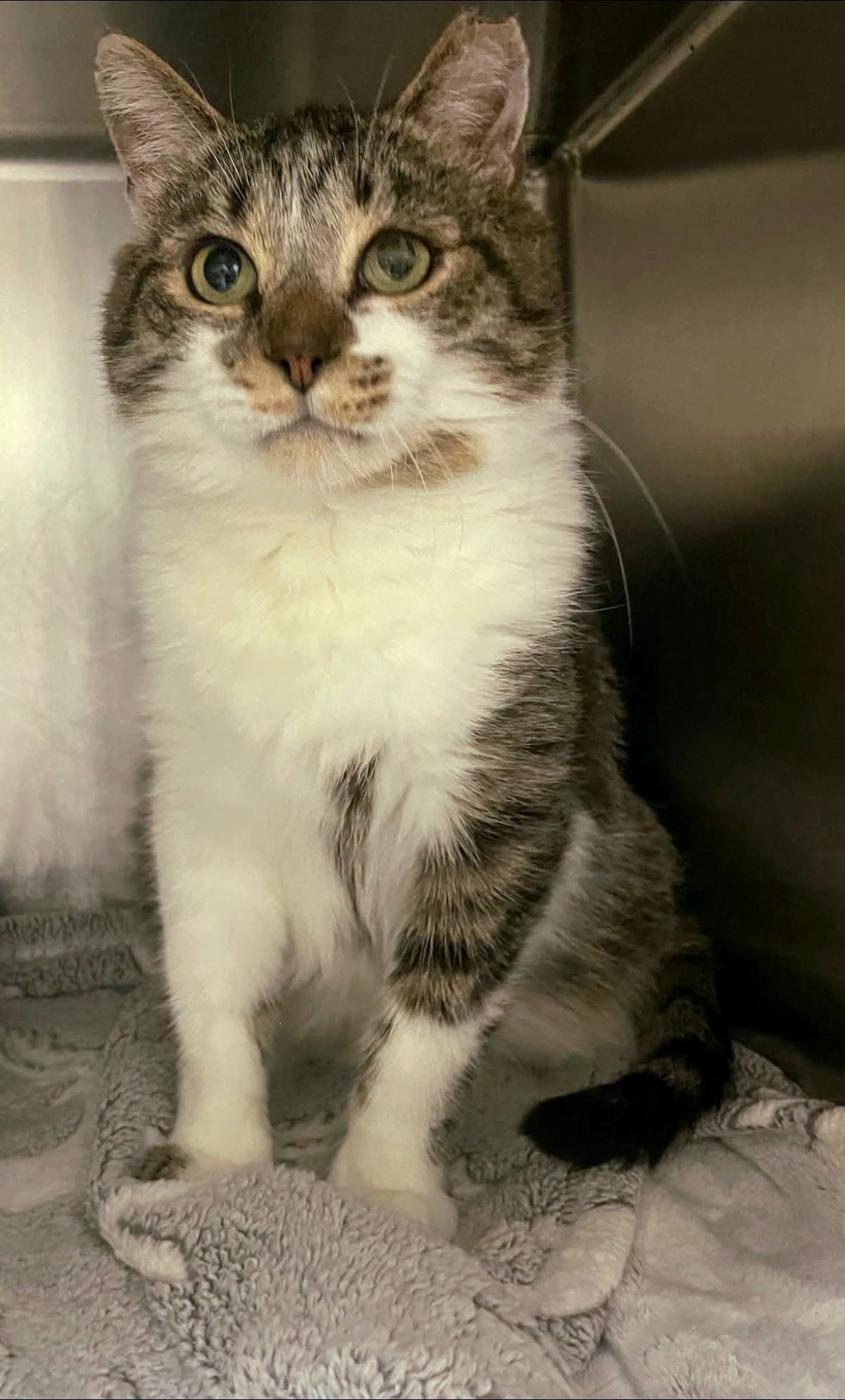 Enlarge Brutus, a Adoptable mixed breed in Front Royal, VA image 1/1