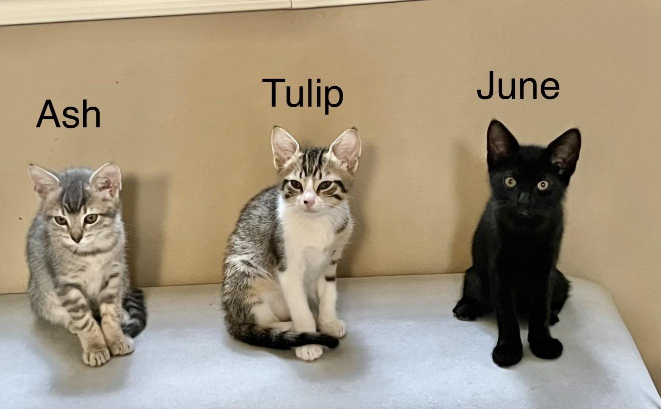 Enlarge Tulip, a Adoptable Domestic Short Hair in Houston, TX image 1/1
